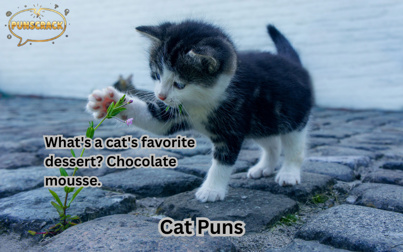 Puns Cat