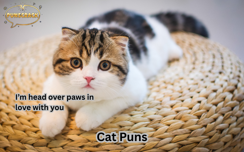 Cat Puns